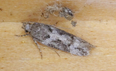 Coleotechnites atrupictella