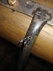 Sphiximorpha facialis