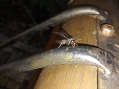 Sphiximorpha facialis