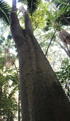 Ceiba speciosa