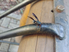 Sphiximorpha facialis