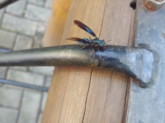 Sphiximorpha facialis