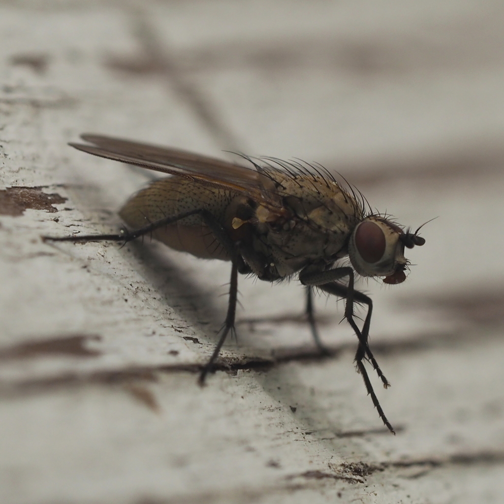 Botanophila striolata