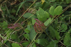 Astragalus glycyphyllos