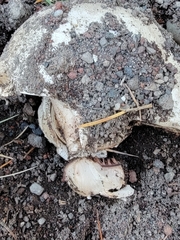 Pseudochitonia
