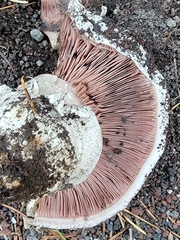 Pseudochitonia