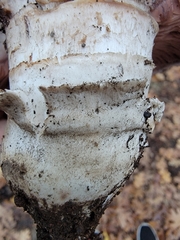 Pseudochitonia