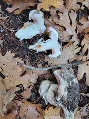 Pseudochitonia