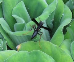 Polistes satan