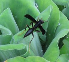 Polistes satan
