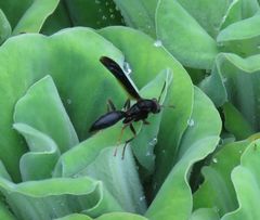 Polistes satan