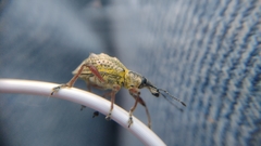 Hybreoleptops tuberculifer