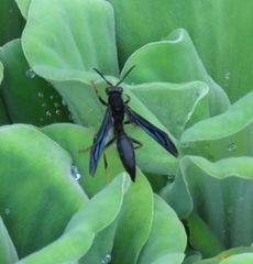 Polistes satan