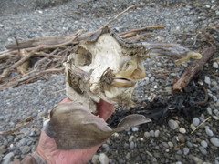 Callorhinchus milii