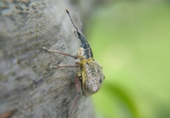 Hybreoleptops tuberculifer