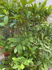 Synsepalum dulcificum