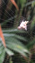 Araneidae