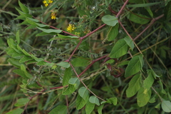 Astragalus glycyphyllos