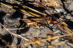 Arphia pseudonietana