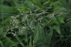 Helictochloa hookeri schelliana