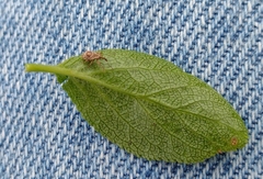 Neopsilorhinus collaris