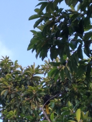 Cassiculus melanicterus