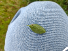 Neopsilorhinus collaris