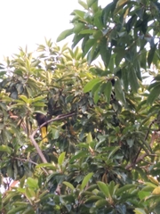 Cassiculus melanicterus