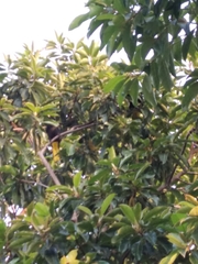 Cassiculus melanicterus