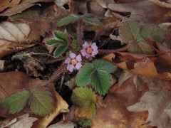 Potentilla micrantha