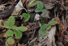 Potentilla micrantha