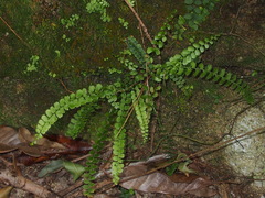 Lindsaea orbiculata