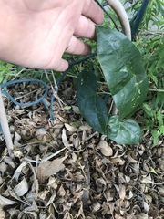 Passiflora coriacea