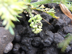 Lepidium didymum