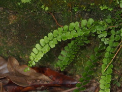 Lindsaea orbiculata