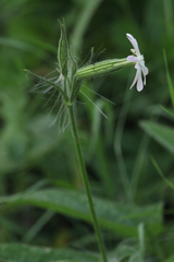 Silene noctiflora