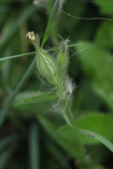 Silene noctiflora