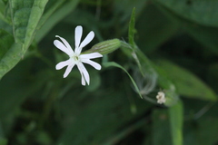 Silene noctiflora