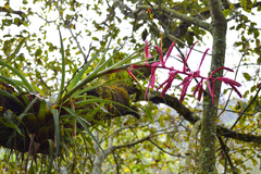 Tillandsia gymnobotrya