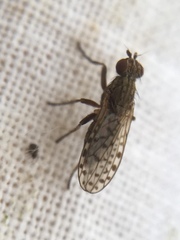 Pherbellia schoenherri