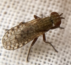 Pherbellia schoenherri