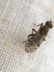Pherbellia schoenherri