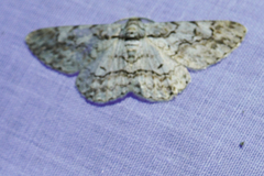 Hymenomima memor