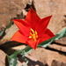Tulipa vvedenskyi - Photo (c) Наталья Бешко, some rights reserved (CC BY-NC), uploaded by Наталья Бешко