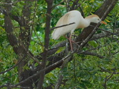 Bubulcus ibis