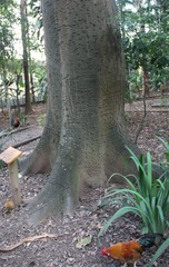 Ceiba speciosa