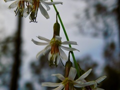 Nabalus autumnalis