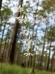 Nabalus autumnalis