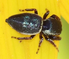 Sassacus papenhoei
