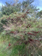 Allocasuarina paludosa